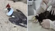 Atobá-marrom resgatado com pote plástico preso ao pescoço em Ubatuba