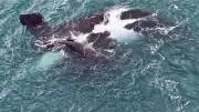 Baleia-franca amamenta filhote em raro avistamento no litoral de SP