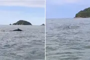Baleia jubarte é filmada durante passeio de barco em Peruíbe, SP