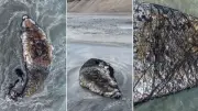 Baleia-jubarte morta em rede de pesca no Chile; fotos viralizam
