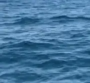 Baleia-jubarte salta em Maricá e vídeo viraliza; temporada de observação começa