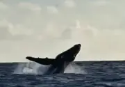 Baleia-jubarte salta perto de pescadores em Maracaípe