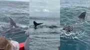 Baleias-jubarte interagem com barco por quase uma hora no ES