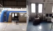 Bezerro invade estação Japeri, entra em trem e viraliza