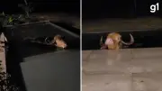 Búfalo Cotonete invade piscina e relaxa por 7h no RS
