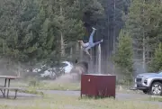 Bisão arremessa idoso a 2,4 m de altura em Yellowstone