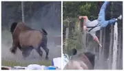 Bisão arremessa turista a 2,4 m de altura em Yellowstone