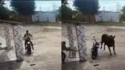 Boi derruba motos e persegue mulher em Guamaré; veja vídeo