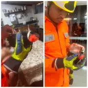 Bombeiros resgatam pica-pau ferido em residência em Unaí, MG