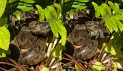 Borboleta pousa na cabeça de filhote de sucuri em MS; vídeo viraliza