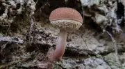 Brasil inclui fungos pela 1ª vez em lista oficial de espécies ameaçadas