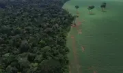 Brasil tem 12,7 milhões de hectares queimados em 2025, queda de 31% ante média histórica