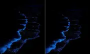 Brilho no escuro: bioluminescência transforma oceano em espetáculo de luz azul
