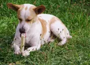 Brinquedos e brincadeiras melhoram memória e reduzem estresse em pets, diz estudo