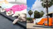Busão da Castração em Parnaíba: 2 mil animais ganham cirurgia gratuita