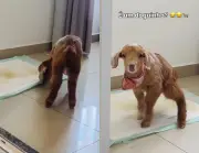 Cabrinha resgatada em SC surpreende ao usar tapete higiênico para pets