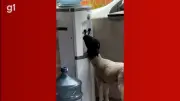 Cabrito de 3 meses surpreende ao aprender sozinho a usar bebedouro