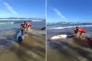 Cachalote-anão encalha na Praia do Forte em Cabo Frio