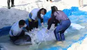 Cachalote-pigmeu resgatada em Cabo Frio apresenta melhora clínica