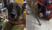 Cachorra 'cãotendente' viraliza trabalhando em mercearia na Colômbia