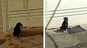 Cachorro abandonado em mudança é adotado por nova moradora em Araraquara