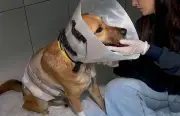 Cachorro baleado ao defender tutora de assalto em Ribeirão Preto