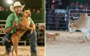 Cachorro caramelo invade rodeio em Goiás, enfrenta touro e é adotado