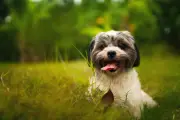 Cachorro comer grama: normal ou sinal de alerta? Veja o que dizem especialistas