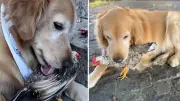 Cachorro e galinha: amizade improvável viraliza com 11 milhões de views