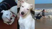 Cachorro foge com fogos em jogo do Brasil e tutora faz apelo no PI