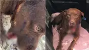 Cachorro morre após tiro na mandíbula em Timon; ex-policial é suspeito