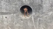 Cachorro preso em galeria é resgatado após quase 24h em Cariacica