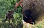 Cachorro é resgatado por bombeiros após cair em cisterna de 10m em SE