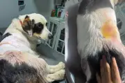 Cachorro sobrevive a dois tiros durante invasão de casa em Campo Grande