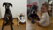 Cachorro vira 'babá' de bebê e viraliza nas redes sociais