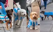 Cachorros vestem camisa da Argentina e viram 'La Perroneta' na torcida