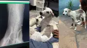 Cadela abandonada com lesão na coluna volta a andar após cirurgia no PI