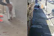 Cadela é atacada por American Bully pelo portão e internada no litoral de SP
