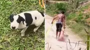 Cadela comunitária Bianca é torturada e morta a facão no ES; suspeito preso