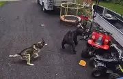 Cadela enfrenta urso e salva menino de 6 anos nos EUA; vídeo viraliza