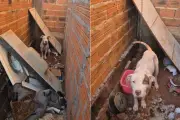 Cadela resgatada após três meses confinada em condições insalubres em Narandiba