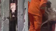 Cadela se assusta com fogos durante jogo do Brasil e fica presa entre paredes em Jaboatão
