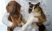 Campanha da Elanco transforma medicamento pet em verbo