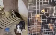 Canil clandestino com mais de 20 cães é desarticulado em SE