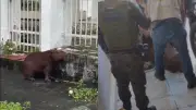 Capivara de 42 kg é resgatada em casa no Montese, em Fortaleza