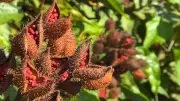 Cartilha gratuita da Emater ensina cultivo de urucum em Rondônia