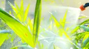 Cartilha gratuita da Embrapa ensina a produzir biofertilizantes para o campo