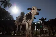 Cartilha gratuita do Senar ensina manejo de vacas leiteiras