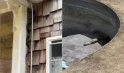 Casal compra casa dos sonhos e descobre infestação de centenas de cobras