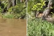 Casal de onças-pintadas surpreende pescadores no Pantanal